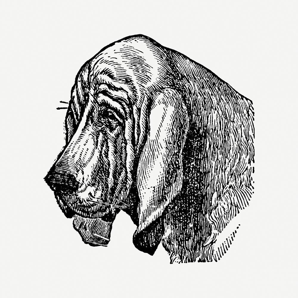 Bloodhound dog hand drawn illustration, digitally enhanced from our own original copy of The Open Door to Independence…