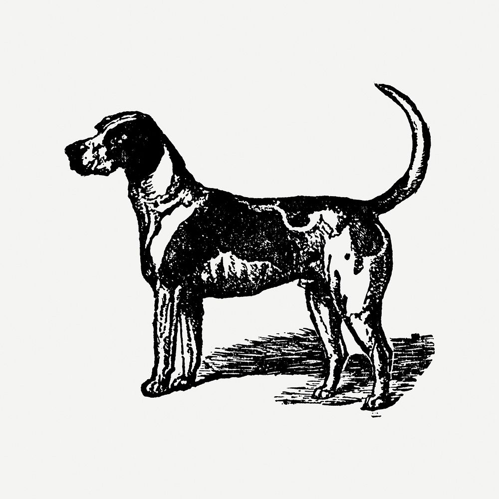 English Fox Hound dog clipart, black ink drawing psd, digitally enhanced from our own original copy of The Open Door to…