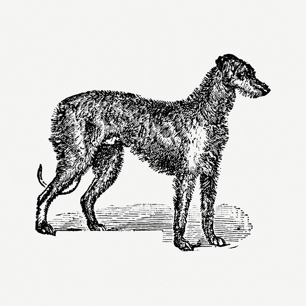Deer Hound dog hand drawn illustration, digitally enhanced from our own original copy of The Open Door to Independence…