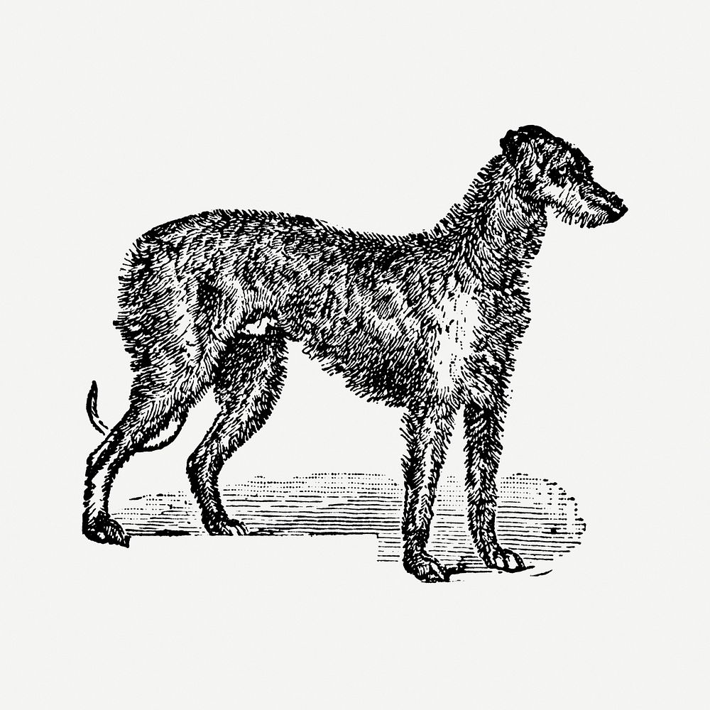 Deer Hound dog clipart, black ink drawing psd, digitally enhanced from our own original copy of The Open Door to…