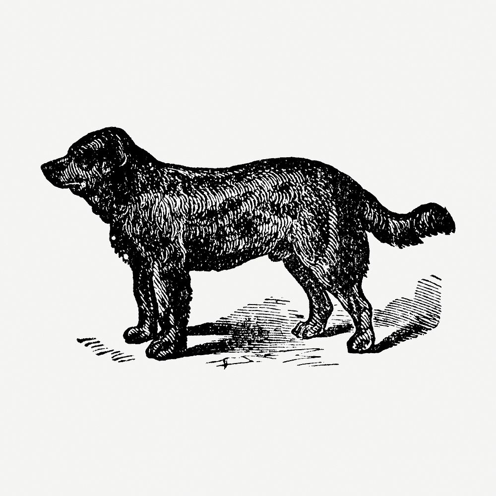 Newfoundland dog hand drawn illustration, digitally enhanced from our own original copy of The Open Door to Independence…