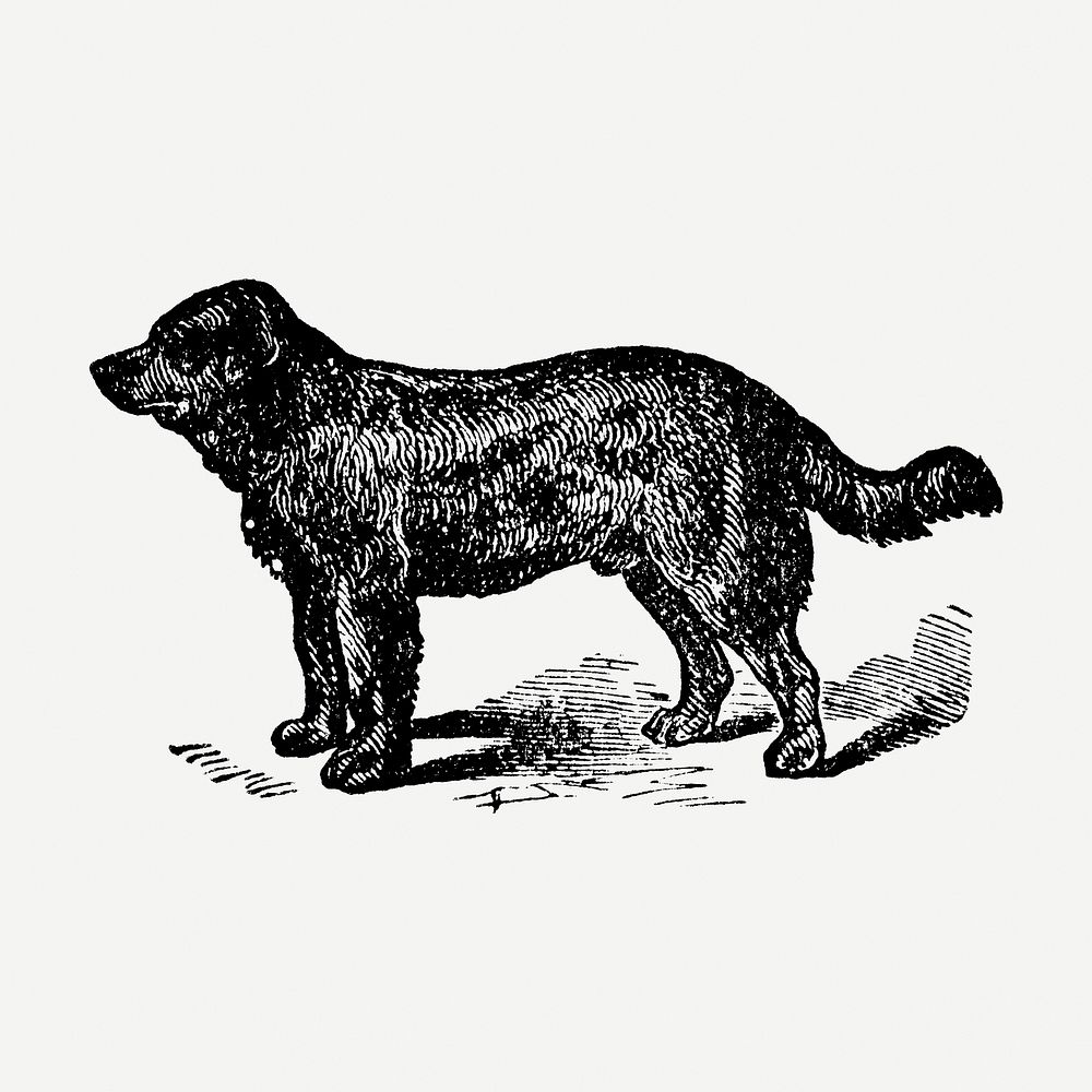 Newfoundland dog sticker, black ink drawing psd, digitally enhanced from our own original copy of The Open Door to…