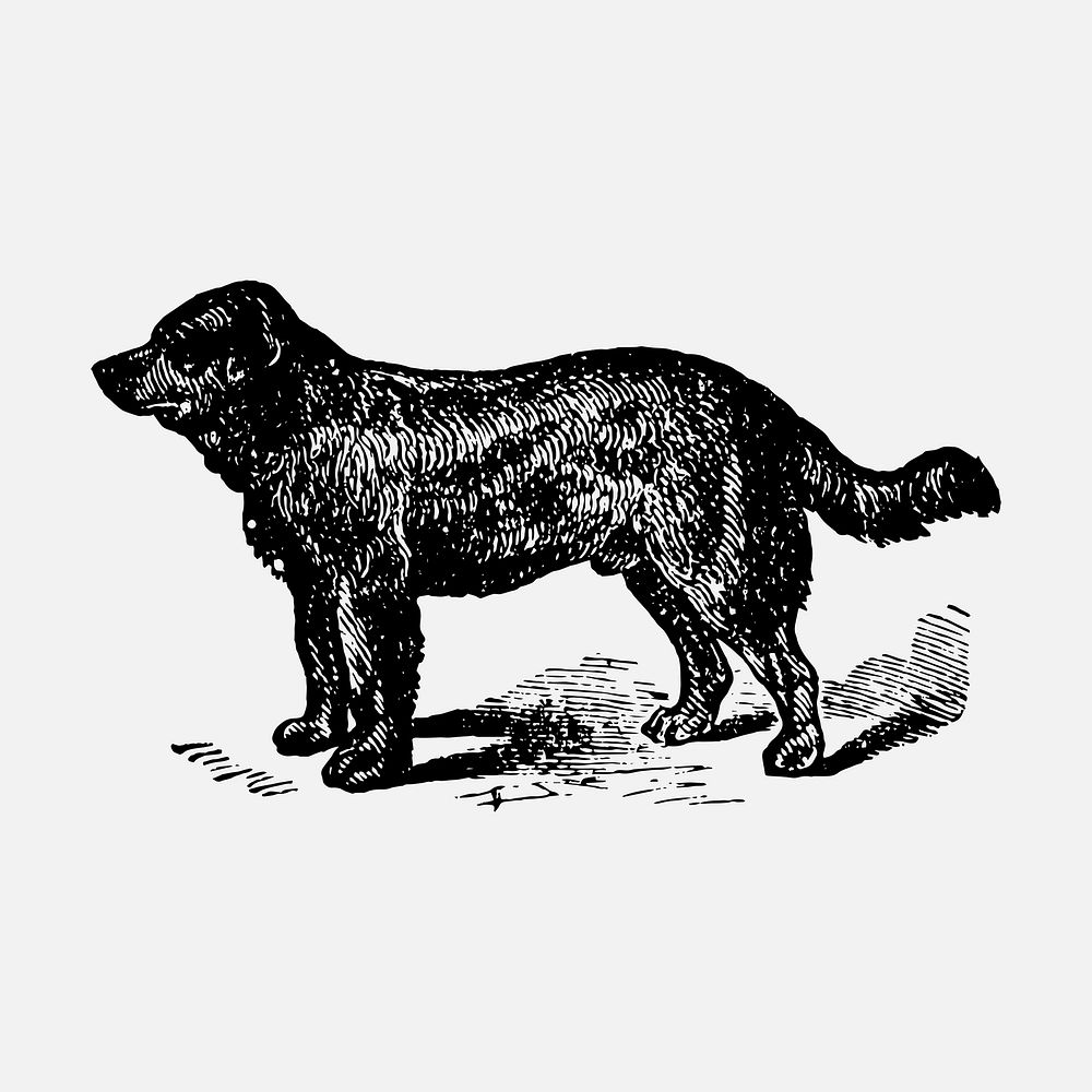 Newfoundland dog clipart, black ink drawing vector, digitally enhanced from our own original copy of The Open Door to…