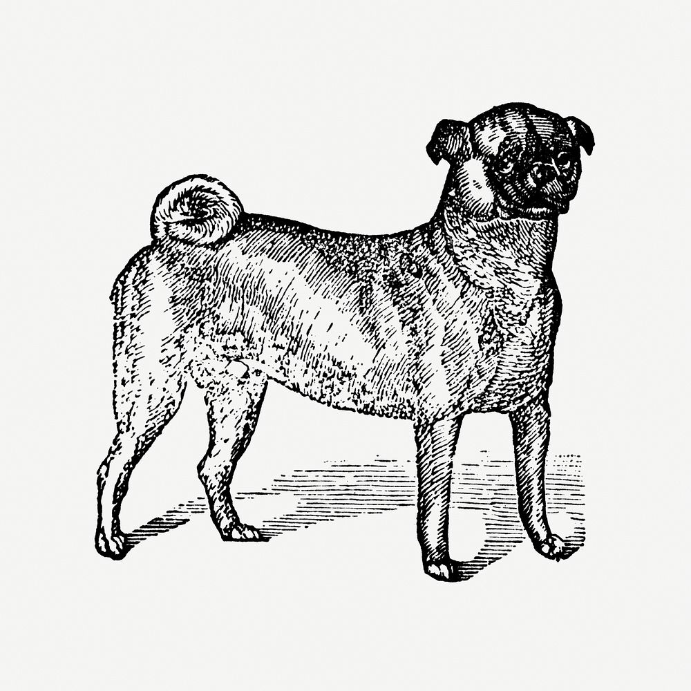 Pug dog hand drawn illustration, digitally enhanced from our own original copy of The Open Door to Independence (1915) by…