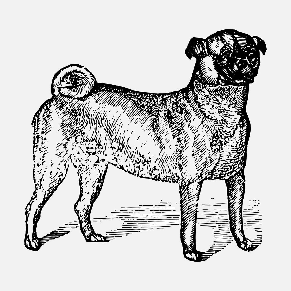 Pug dog sticker, black ink drawing vector, digitally enhanced from our own original copy of The Open Door to Independence…