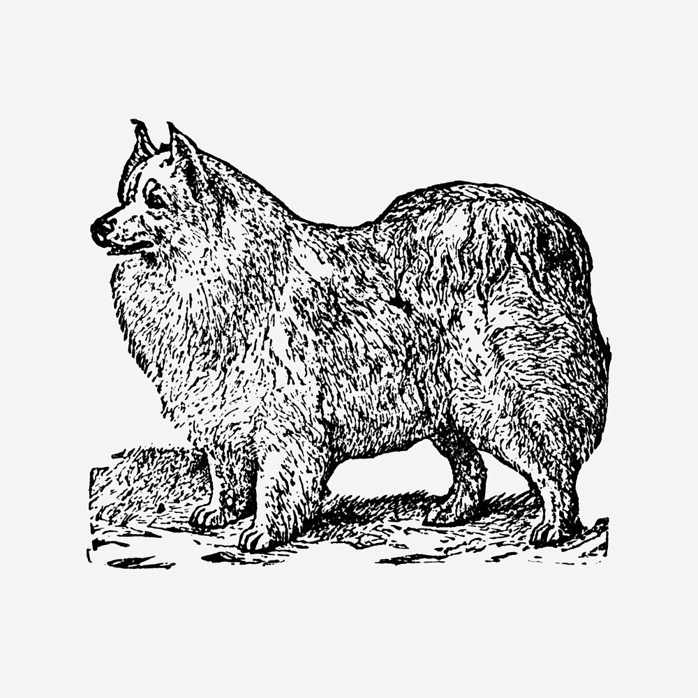 Pomeranian dog hand drawn illustration, digitally enhanced from our own original copy of The Open Door to Independence…