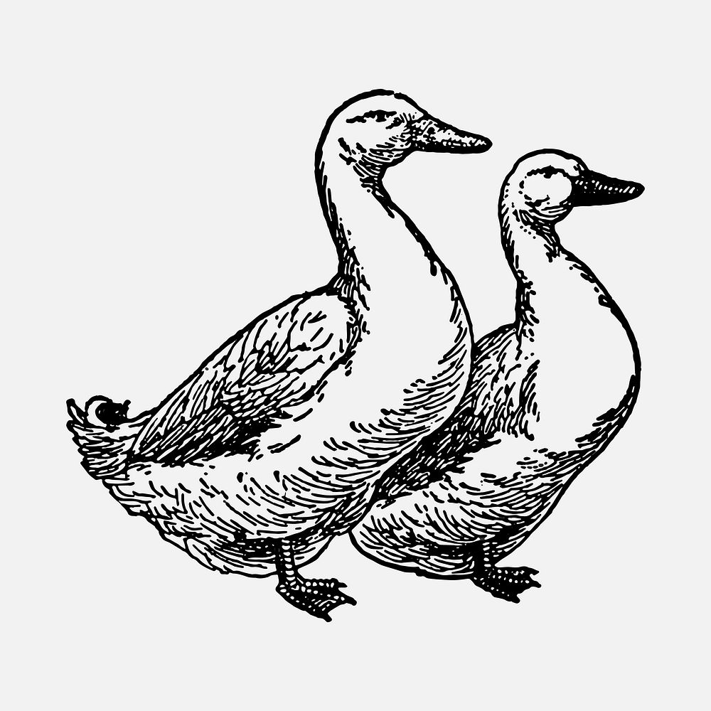 Duck sticker, black ink drawing vector, digitally enhanced from our own original copy of The Open Door to Independence…
