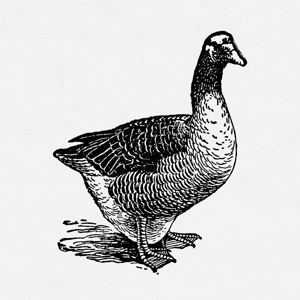 Duck sticker, black ink drawing psd, digitally enhanced from our own original copy of The Open Door to Independence (1915)…