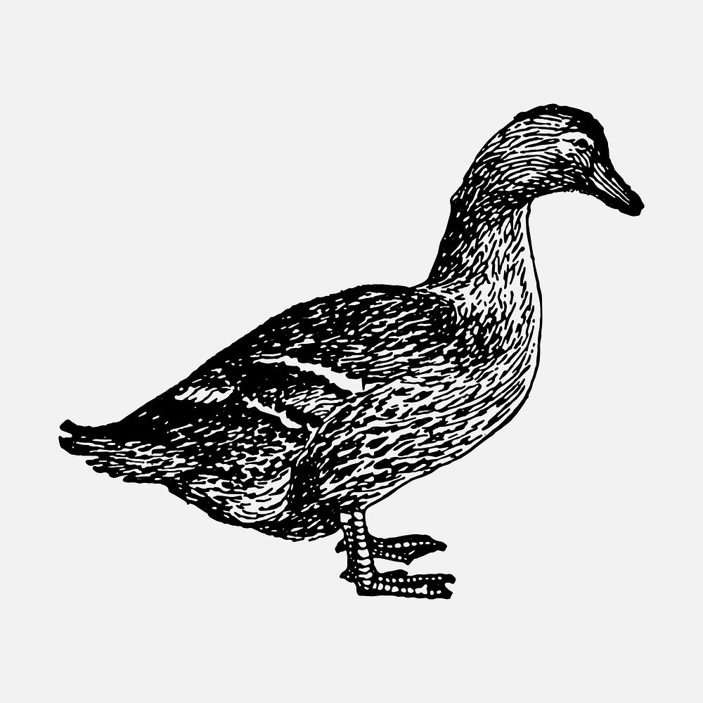 Duck sticker, black ink drawing vector, digitally enhanced from our own original copy of The Open Door to Independence…