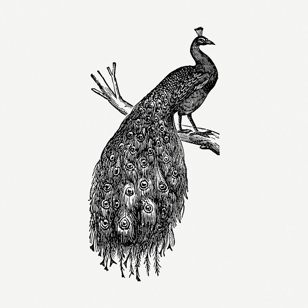 Pea fowl hand drawn illustration, digitally enhanced from our own original copy of The Open Door to Independence (1915) by…