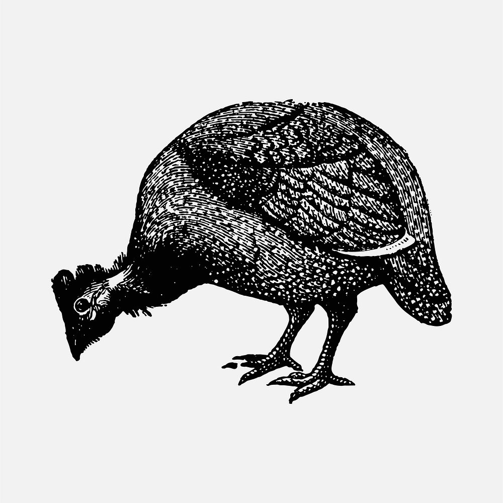 Guinea fowl sticker, black ink drawing vector, digitally enhanced from our own original copy of The Open Door to…