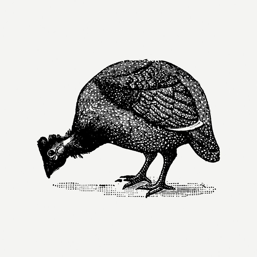 Guinea fowl sticker, black ink drawing psd, digitally enhanced from our own original copy of The Open Door to Independence…