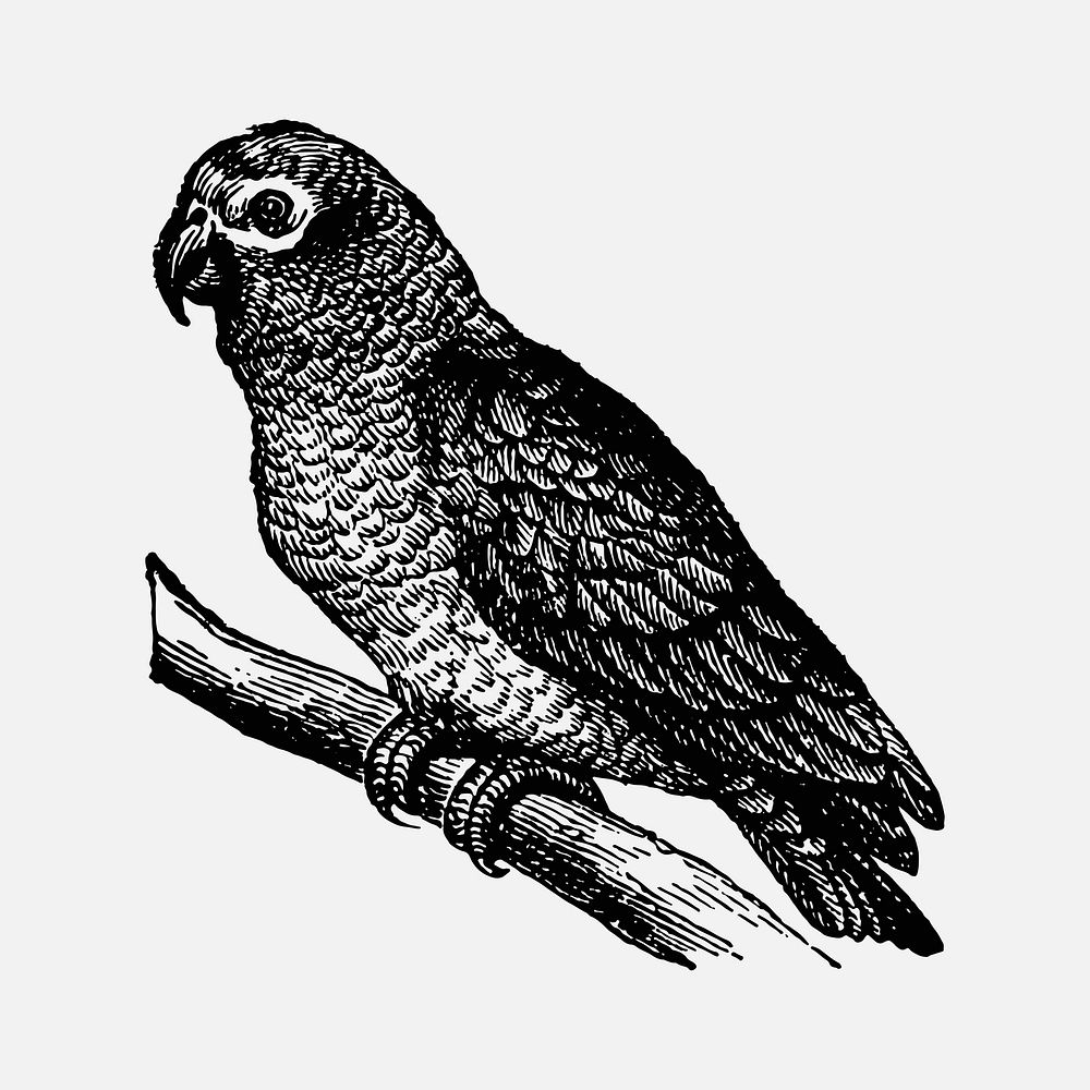 Gray parrot sticker, black ink drawing vector, digitally enhanced from our own original copy of The Open Door to…