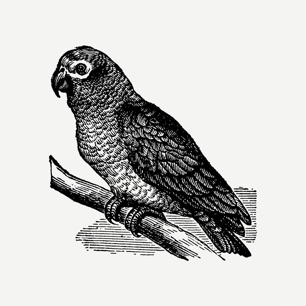 Gray parrot sticker, black ink drawing psd, digitally enhanced from our own original copy of The Open Door to Independence…