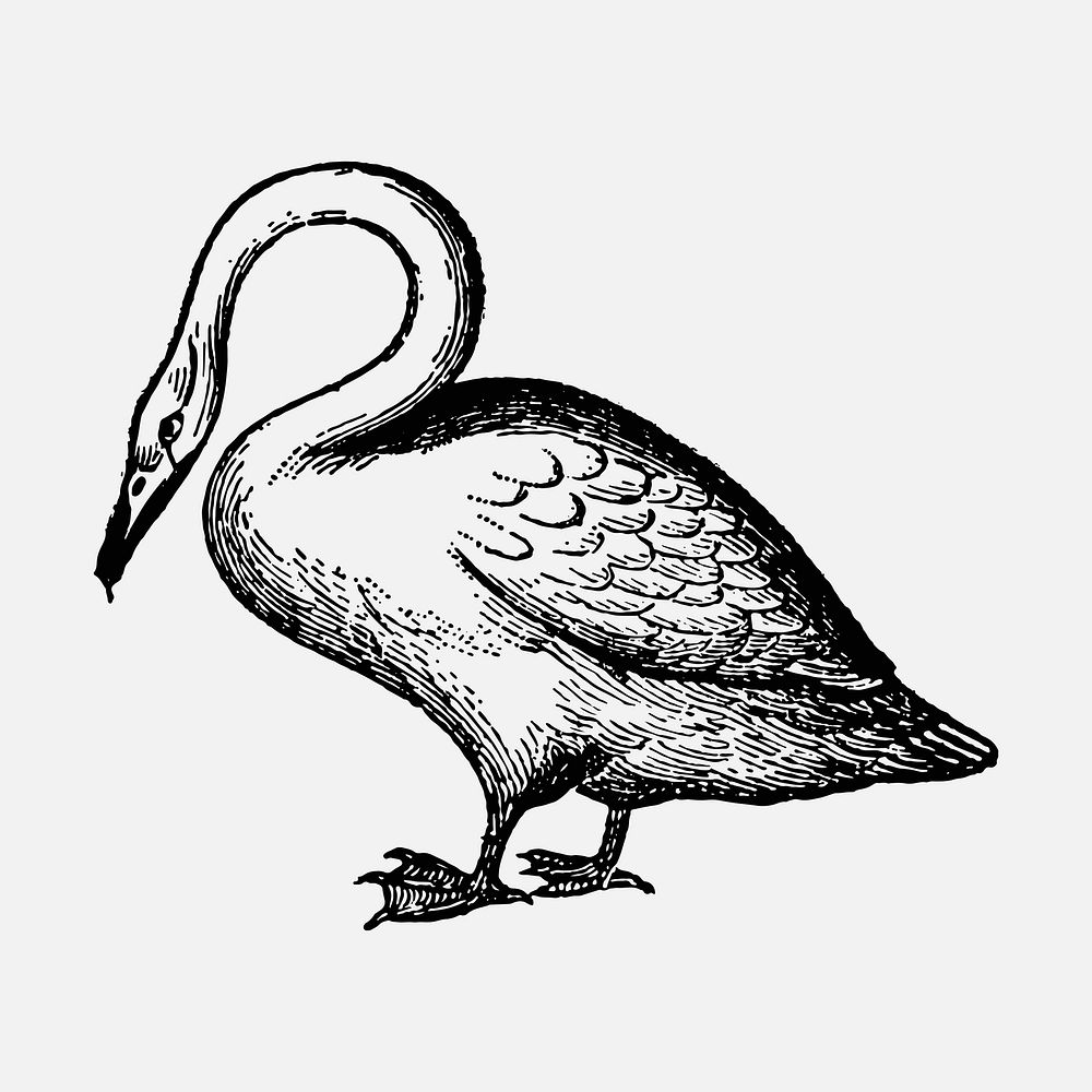 Swan sticker, black ink drawing vector, digitally enhanced from our own original copy of The Open Door to Independence…