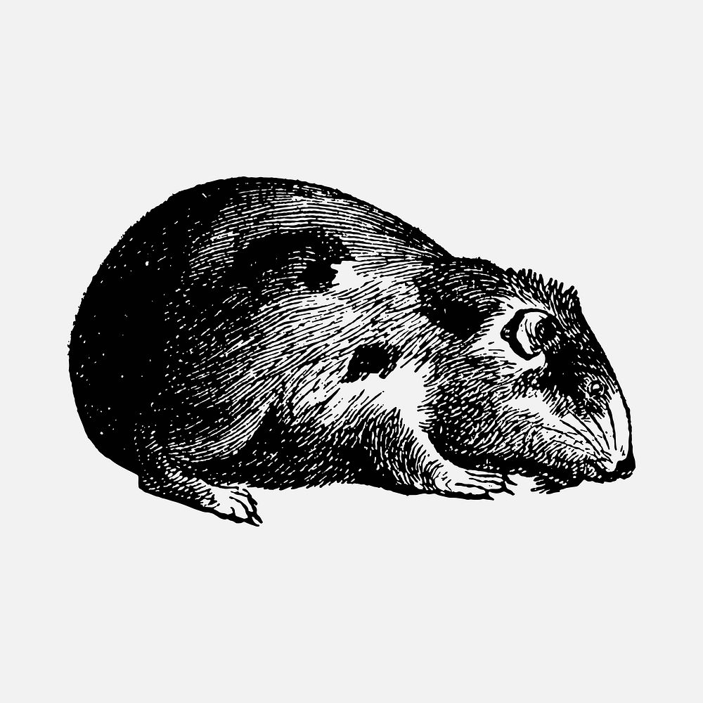 Guinea pig sticker, black ink drawing vector, digitally enhanced from our own original copy of The Open Door to Independence…