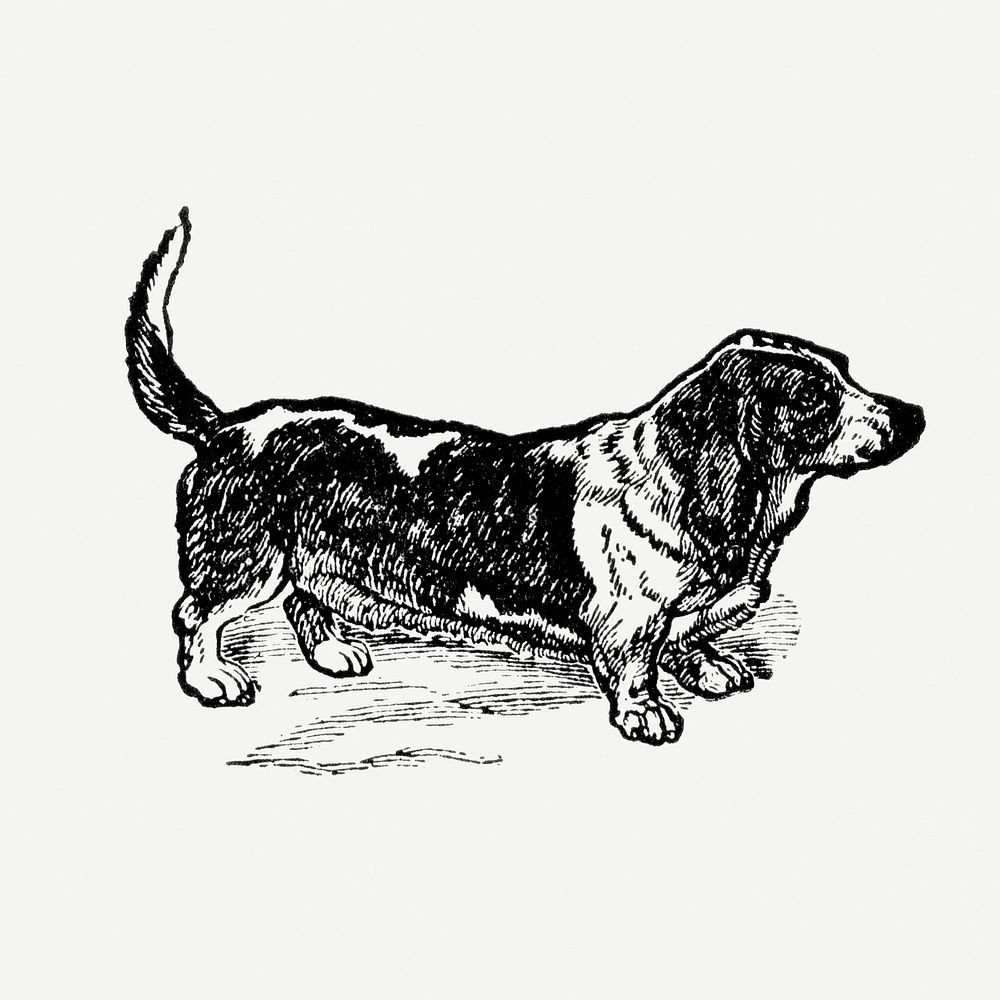 Basset Hound dog clipart, black ink drawing psd, digitally enhanced from our own original copy of The Open Door to…