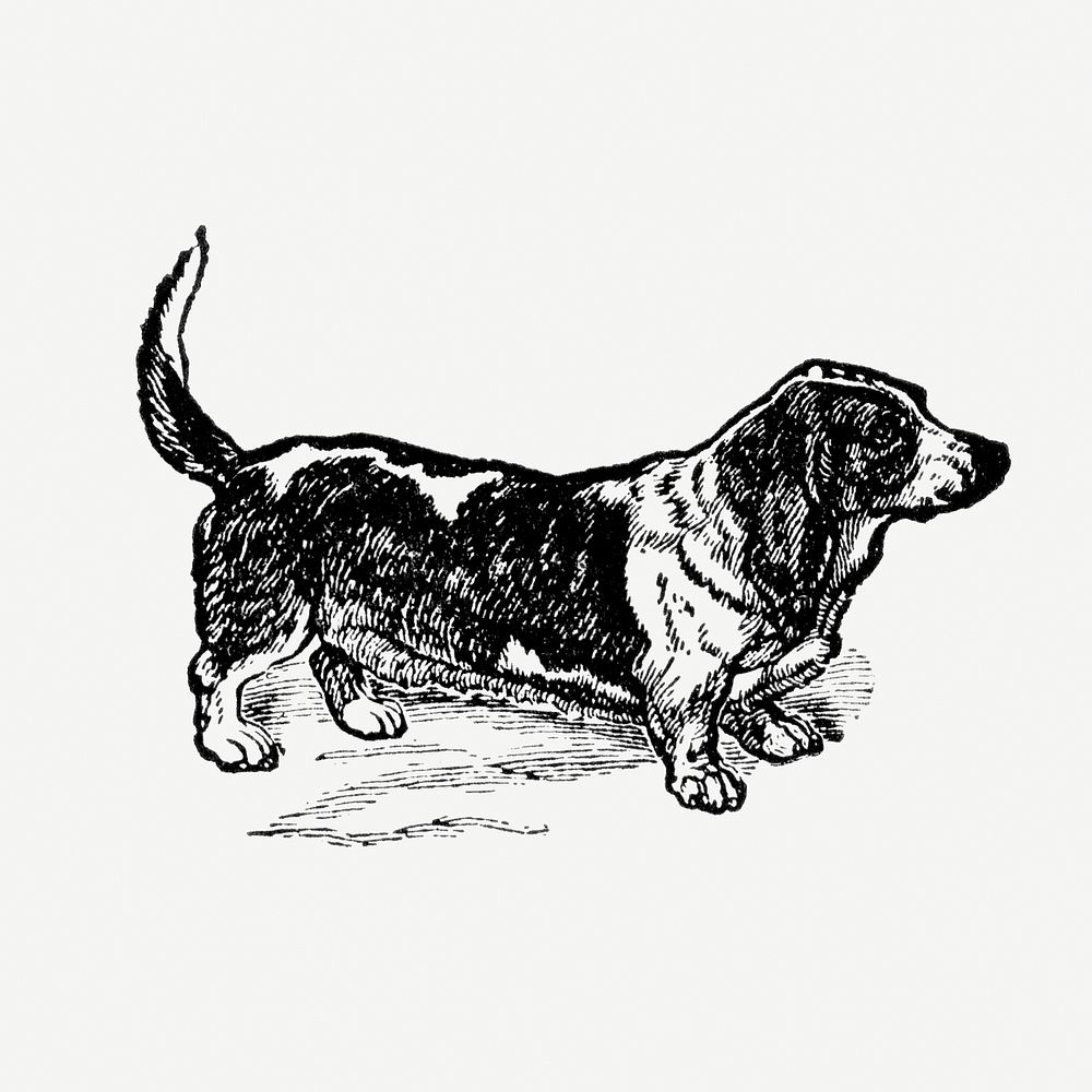 Basset Hound dog hand drawn illustration, digitally enhanced from our own original copy of The Open Door to Independence…