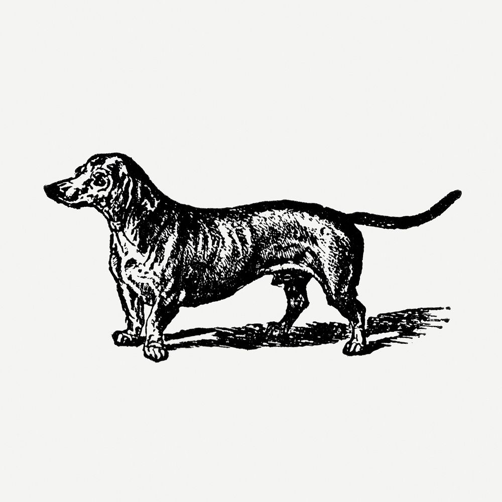Dachshund dog clipart, black ink drawing psd, digitally enhanced from our own original copy of The Open Door to Independence…
