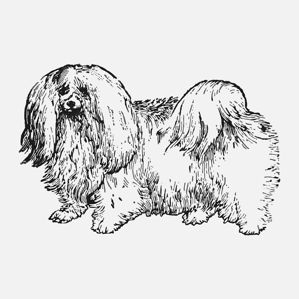 Maltese dog sticker, black ink drawing vector, digitally enhanced from our own original copy of The Open Door to…