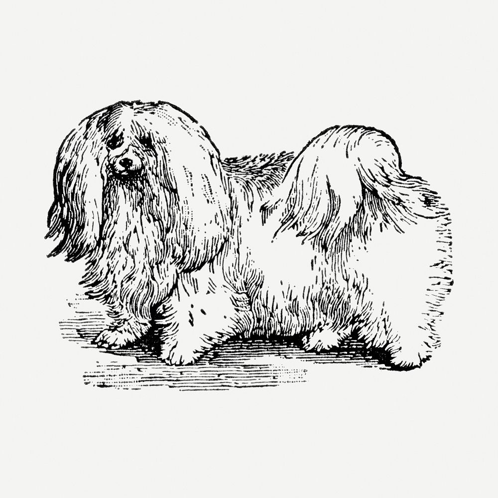 Maltese dog clipart, black ink drawing psd, digitally enhanced from our own original copy of The Open Door to Independence…