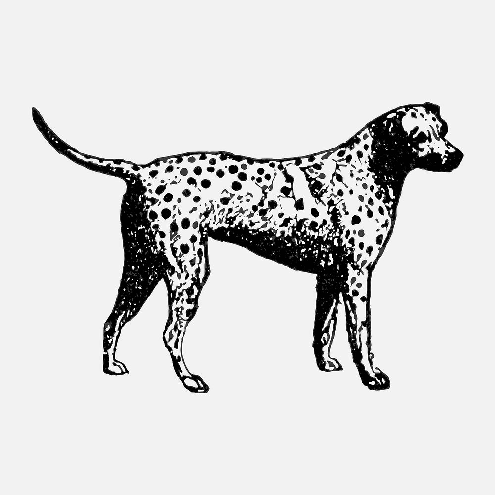 Dalmatian dog sticker, black ink drawing vector, digitally enhanced from our own original copy of The Open Door to…