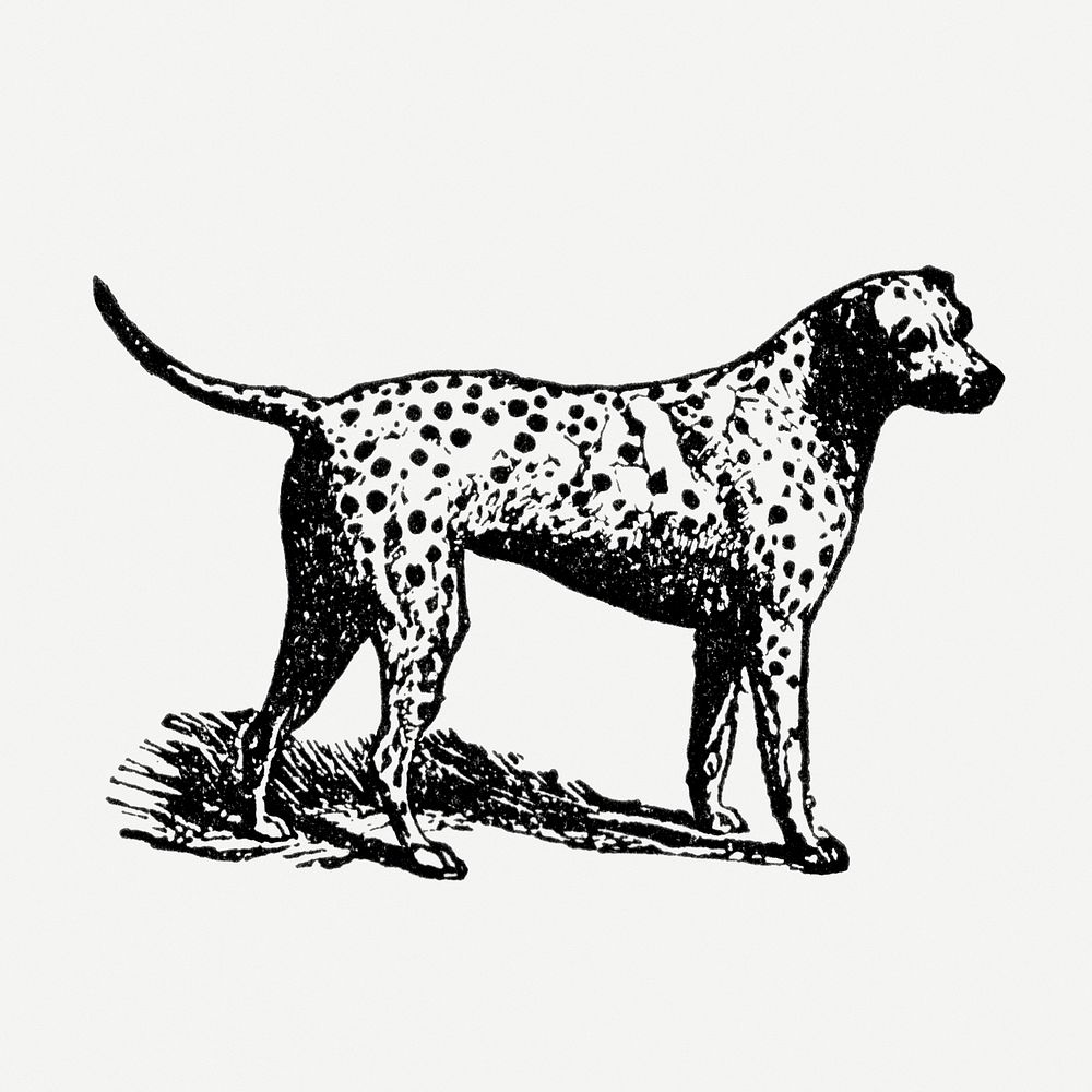 Dalmatian dog sticker, black ink drawing psd, digitally enhanced from our own original copy of The Open Door to Independence…