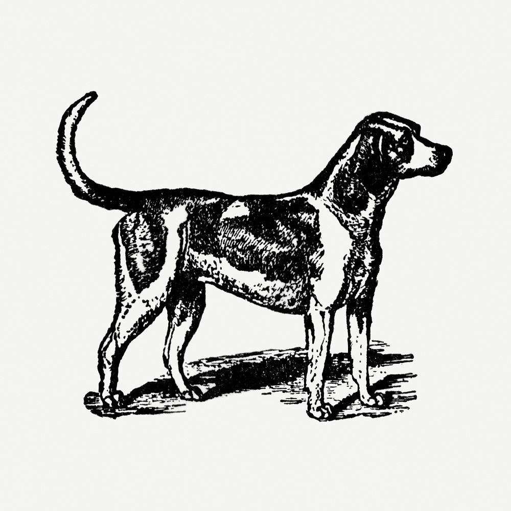 Harrier dog hand drawn illustration, digitally enhanced from our own original copy of The Open Door to Independence (1915)…