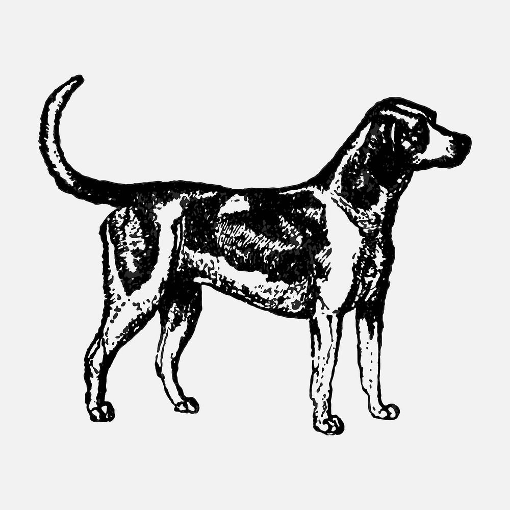 Harrier dog sticker, black ink drawing vector, digitally enhanced from our own original copy of The Open Door to…