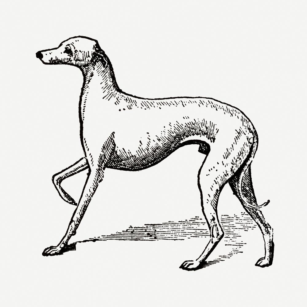 Italian Greyhound dog hand drawn illustration, digitally enhanced from our own original copy of The Open Door to…