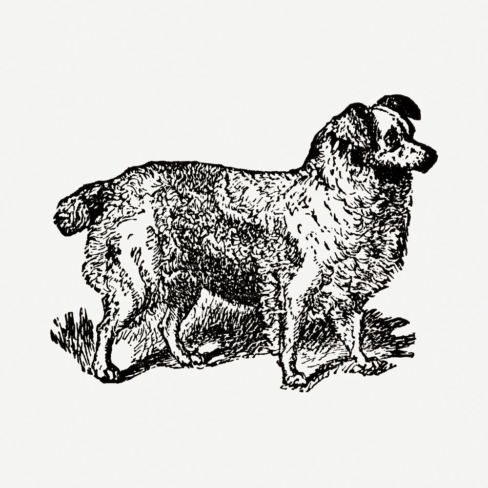 Truffle dog hand drawn illustration, digitally enhanced from our own original copy of The Open Door to Independence (1915)…