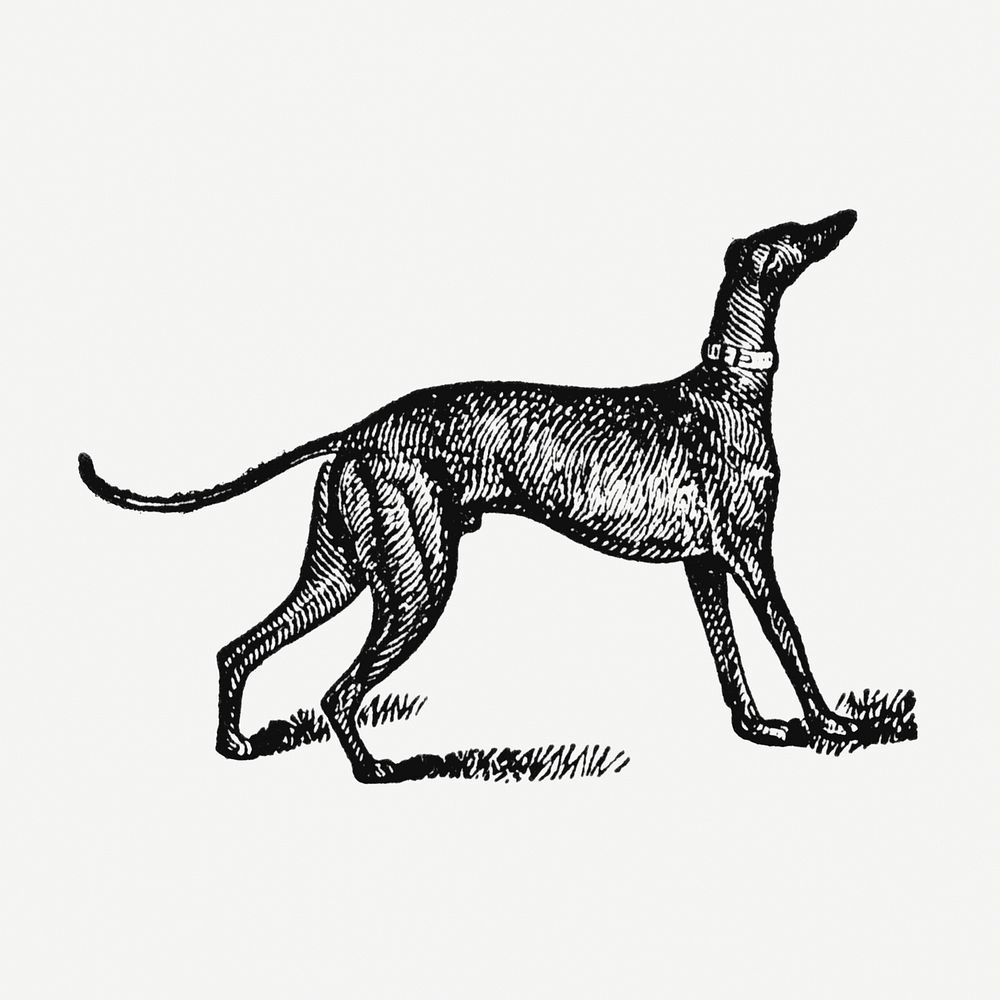 Greyhound dog hand drawn illustration, digitally enhanced from our own original copy of The Open Door to Independence (1915)…