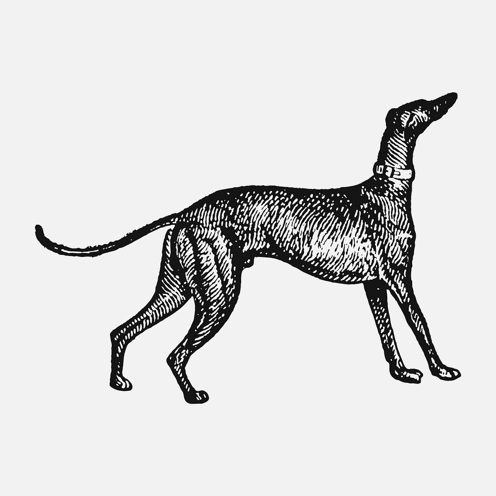 Greyhound dog sticker, black ink drawing vector, digitally enhanced from our own original copy of The Open Door to…