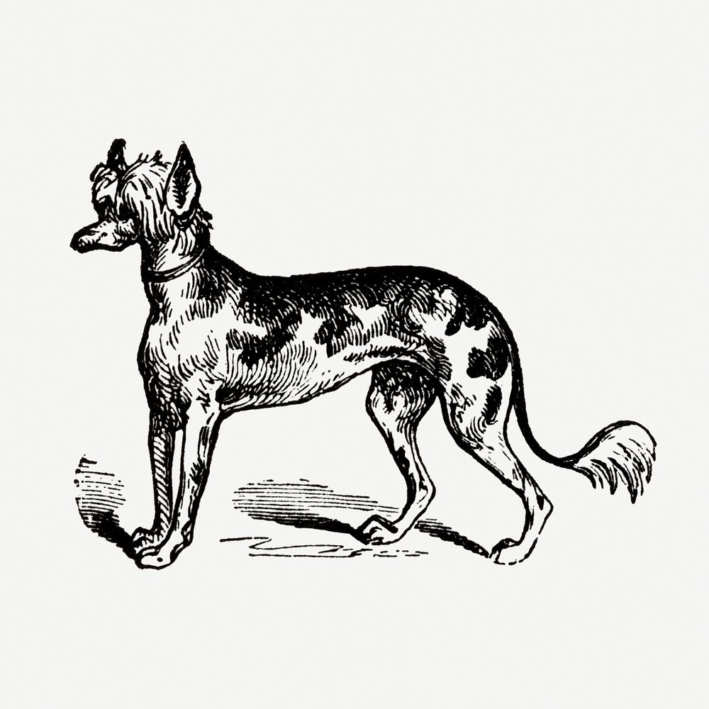 Chinese Crested dog hand drawn illustration, digitally enhanced from our own original copy of The Open Door to Independence…