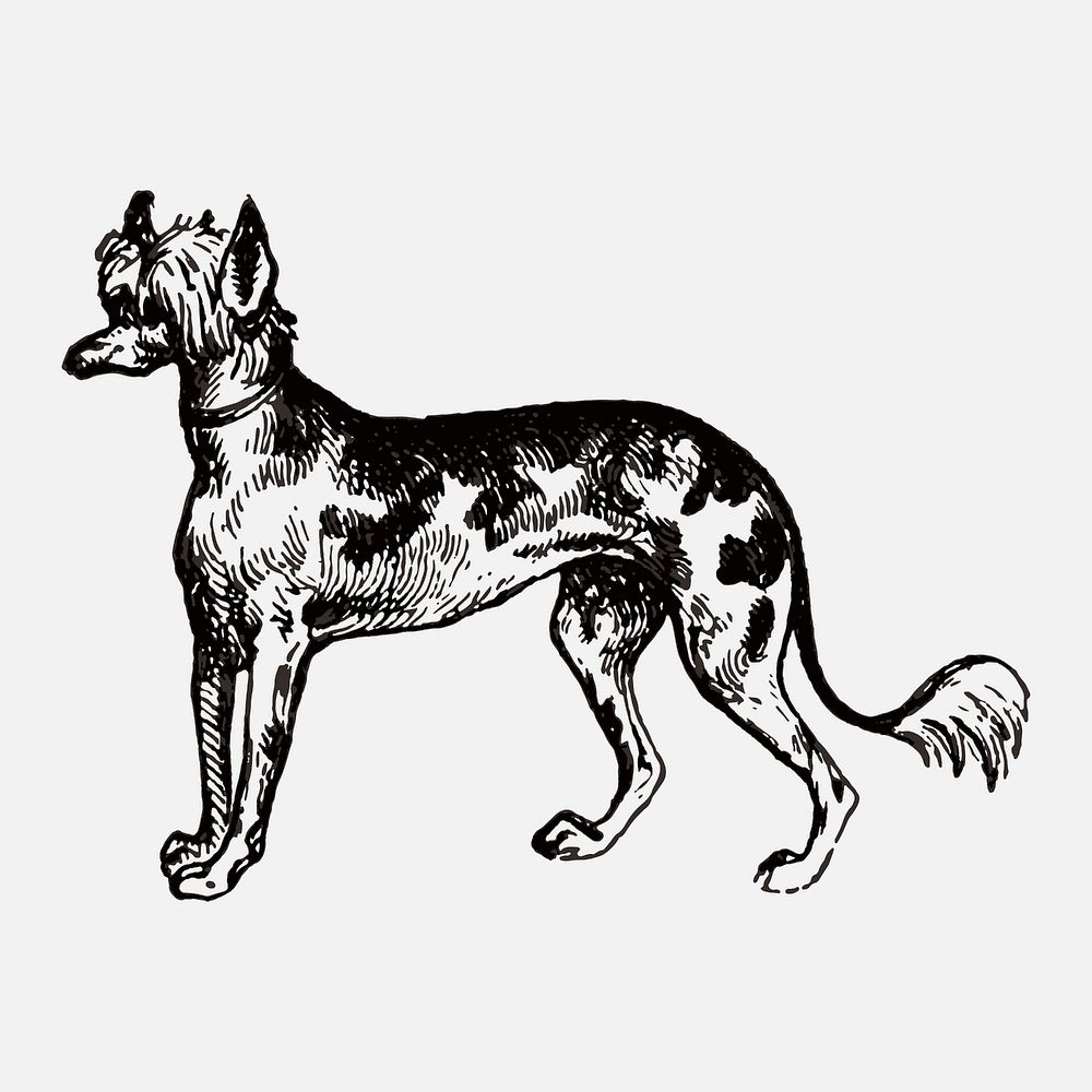 Chinese Crested dog sticker, black ink drawing vector, digitally enhanced from our own original copy of The Open Door to…