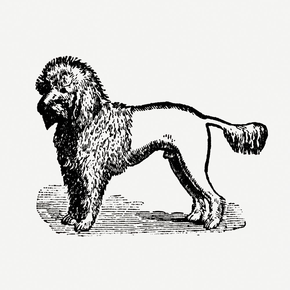 Poodle dog hand drawn illustration, digitally enhanced from our own original copy of The Open Door to Independence (1915) by…
