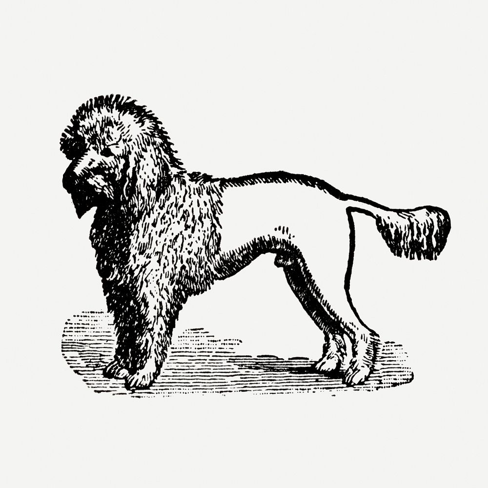 Poodle dog sticker, black ink drawing psd, digitally enhanced from our own original copy of The Open Door to Independence…