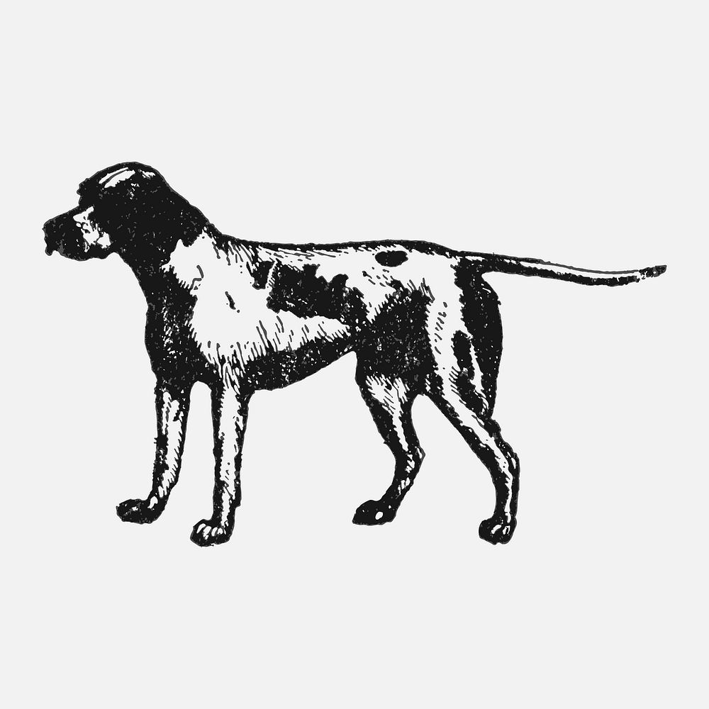 Pointer dog sticker, black ink drawing vector, digitally enhanced from our own original copy of The Open Door to…