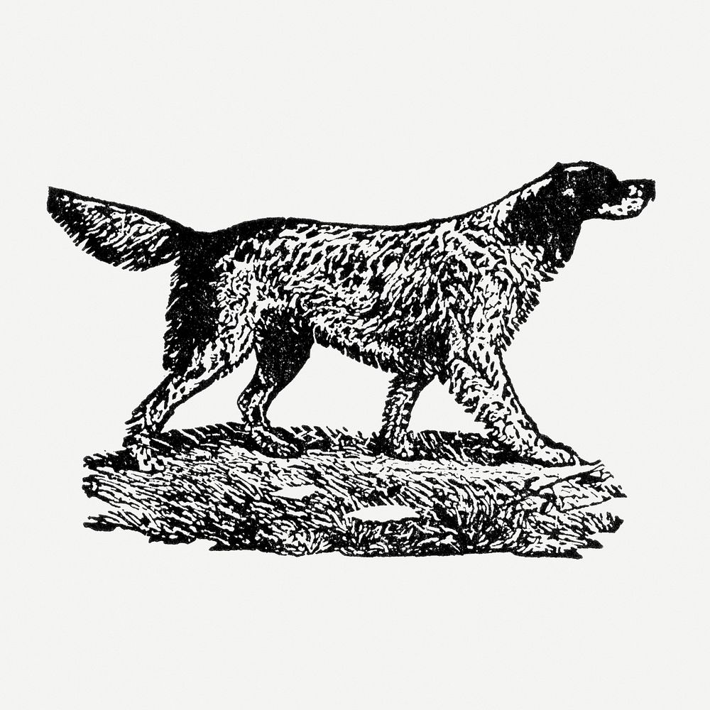 English Setter dog clipart, black ink drawing psd, digitally enhanced from our own original copy of The Open Door to…