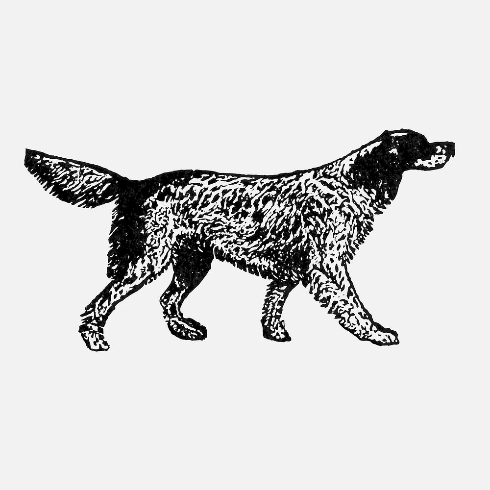 English Setter dog sticker, black ink drawing vector, digitally enhanced from our own original copy of The Open Door to…