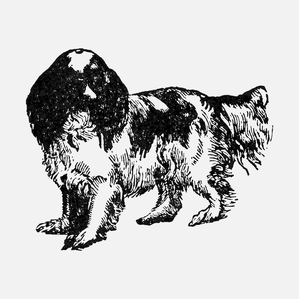 Blenheim dog clipart, black ink drawing vector, digitally enhanced from our own original copy of The Open Door to…