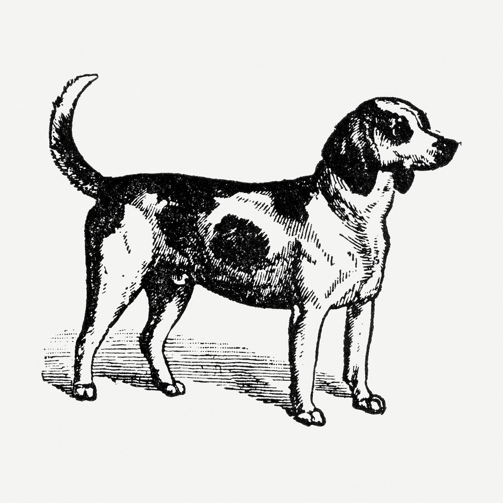 Beagle dog sticker, black ink drawing psd, digitally enhanced from our own original copy of The Open Door to Independence…