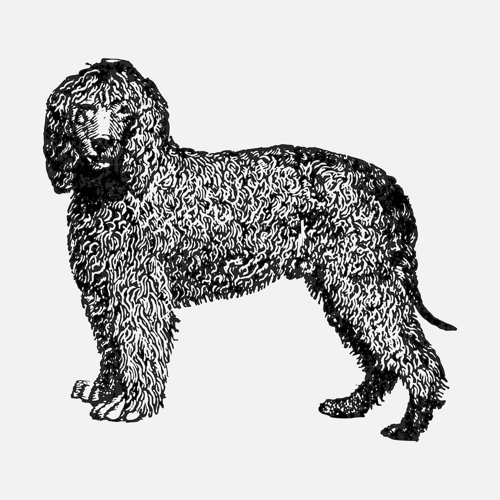 Irish Water Spaniel dog sticker, black ink drawing vector, digitally enhanced from our own original copy of The Open Door to…