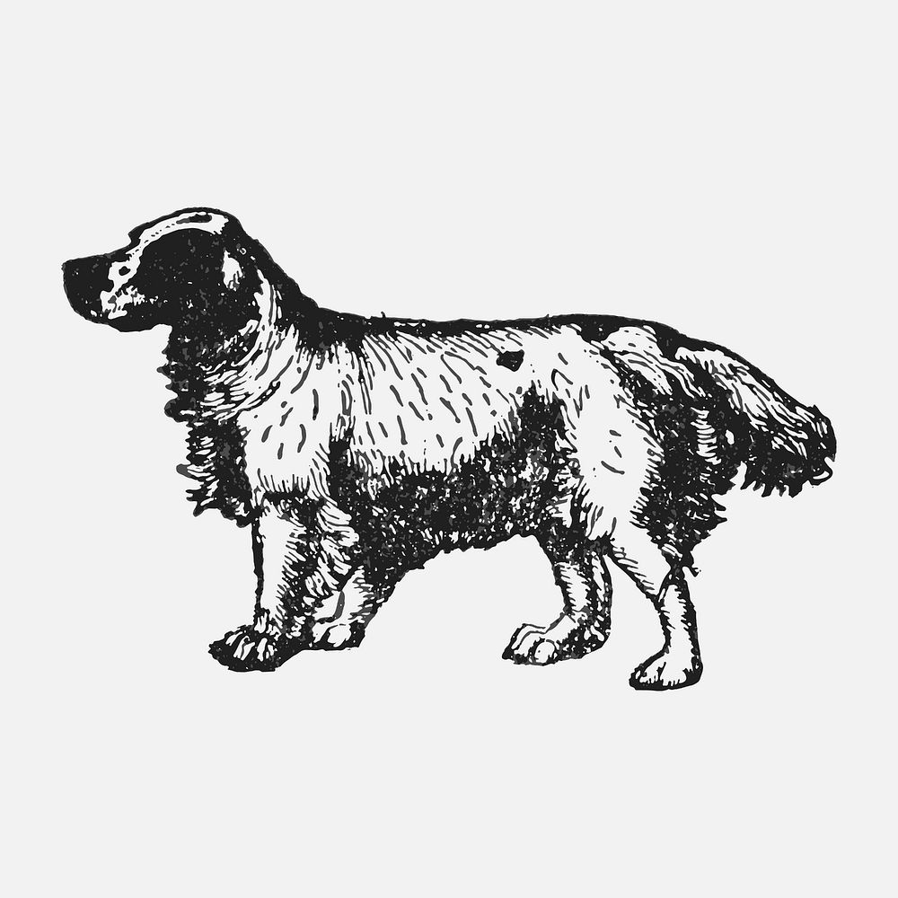 Clumber Spaniel dog sticker, black ink drawing vector, digitally enhanced from our own original copy of The Open Door to…