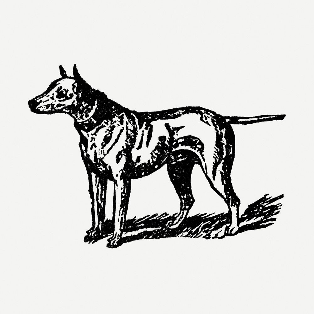 Bull Terrier dog clipart, black ink drawing psd, digitally enhanced from our own original copy of The Open Door to…
