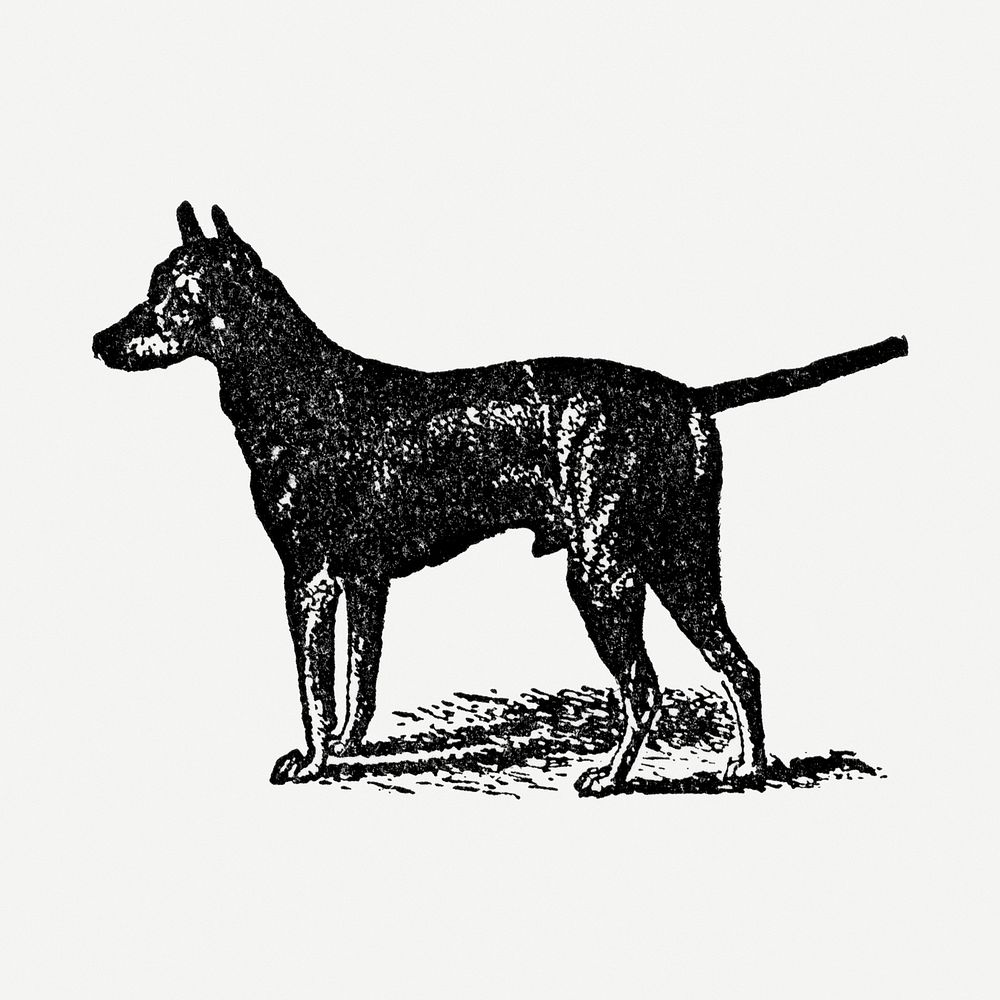 Black and Tan Terrier dog clipart, black ink drawing psd, digitally enhanced from our own original copy of The Open Door to…