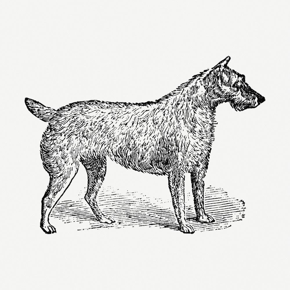 Irish Terrier dog hand drawn illustration, digitally enhanced from our own original copy of The Open Door to Independence…