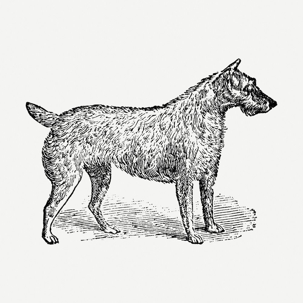Irish Terrier dog clipart, black ink drawing psd, digitally enhanced from our own original copy of The Open Door to…