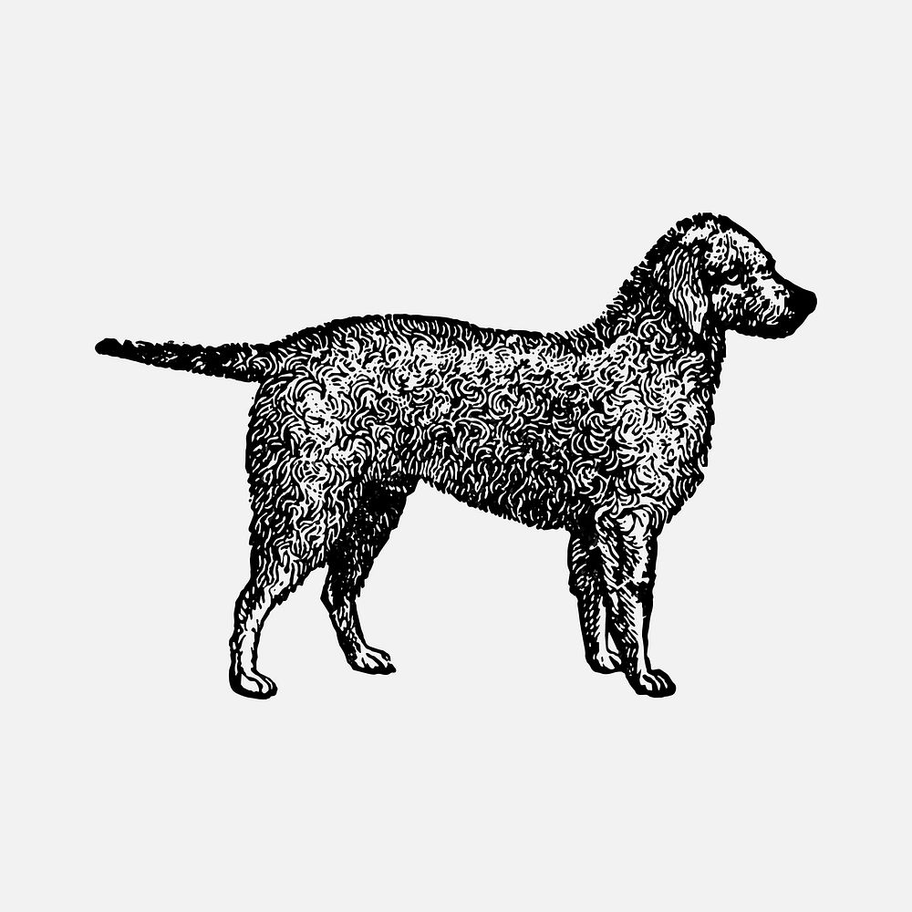 Bedlington Terrier dog clipart, black ink drawing vector, digitally enhanced from our own original copy of The Open Door to…