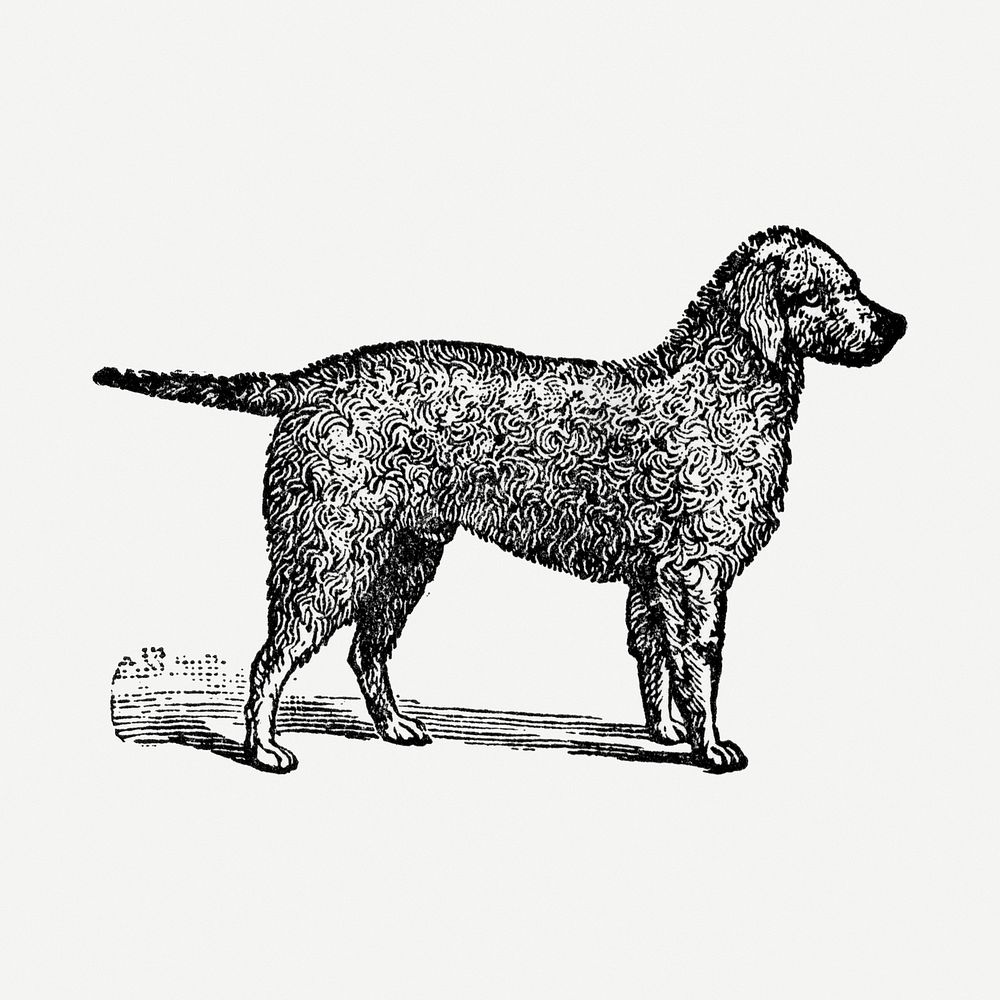 Bedlington Terrier dog clipart, black ink drawing psd, digitally enhanced from our own original copy of The Open Door to…